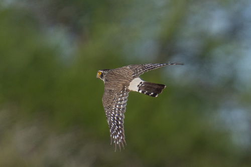 Spot-winged Falconet (Spiziapteryx circumcincta)