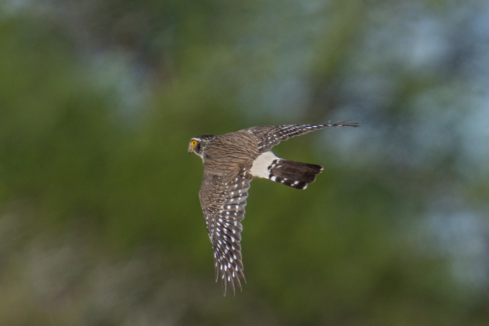 Spot-winged Falconet illustration