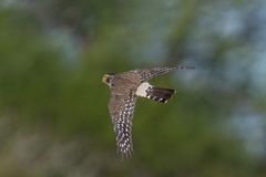 Spiziapteryx circumcincta