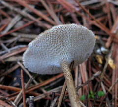 Lentinus substrictus