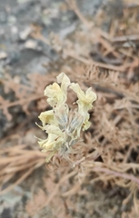 Linaria buriatica
