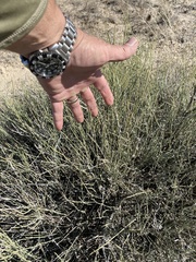 Ephedra antisyphilitica