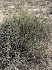 Ephedra antisyphilitica