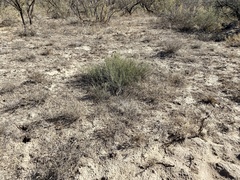 Ephedra antisyphilitica
