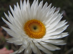 Coronidium newcastlianum