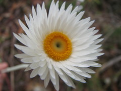 Coronidium newcastlianum