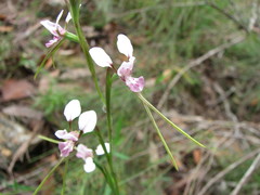 Diuris oporina