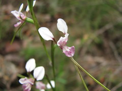 Diuris oporina