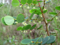 Phyllanthus dallachyanus