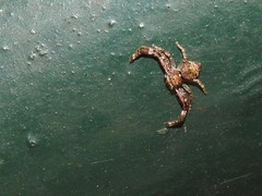 Strigoplus guizhouensis