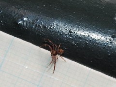 Strigoplus guizhouensis