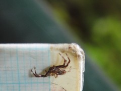 Strigoplus guizhouensis