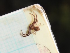 Strigoplus guizhouensis