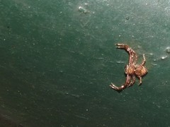 Strigoplus guizhouensis