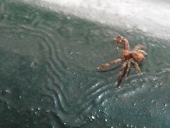 Strigoplus guizhouensis