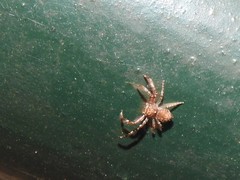 Strigoplus guizhouensis