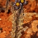 Apteranthes burchardii - Photo (c) Walter Welss, algunos derechos reservados (CC BY-NC), subido por Walter Welss