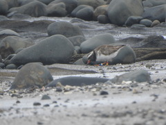 Thinornis novaeseelandiae