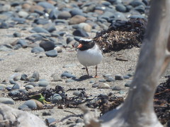 Thinornis novaeseelandiae