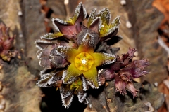 Ceropegia burchardii image