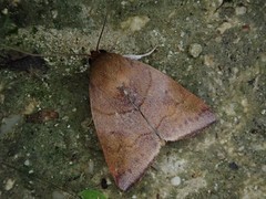 Xenochroa internifusca