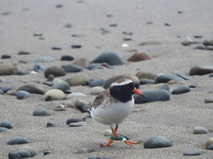 Thinornis novaeseelandiae