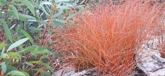 Gyrostemon thesioides
