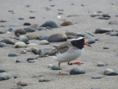 Thinornis novaeseelandiae