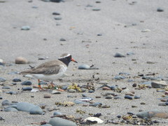 Thinornis novaeseelandiae