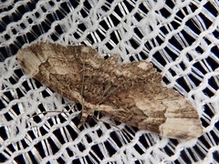 Gymnoscelis deleta