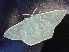 Pelagodes proquadraria