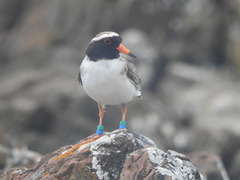 Thinornis novaeseelandiae