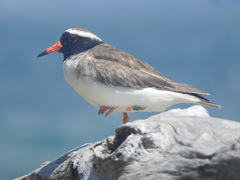 Thinornis novaeseelandiae