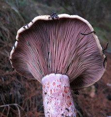 Lactarius vinosus