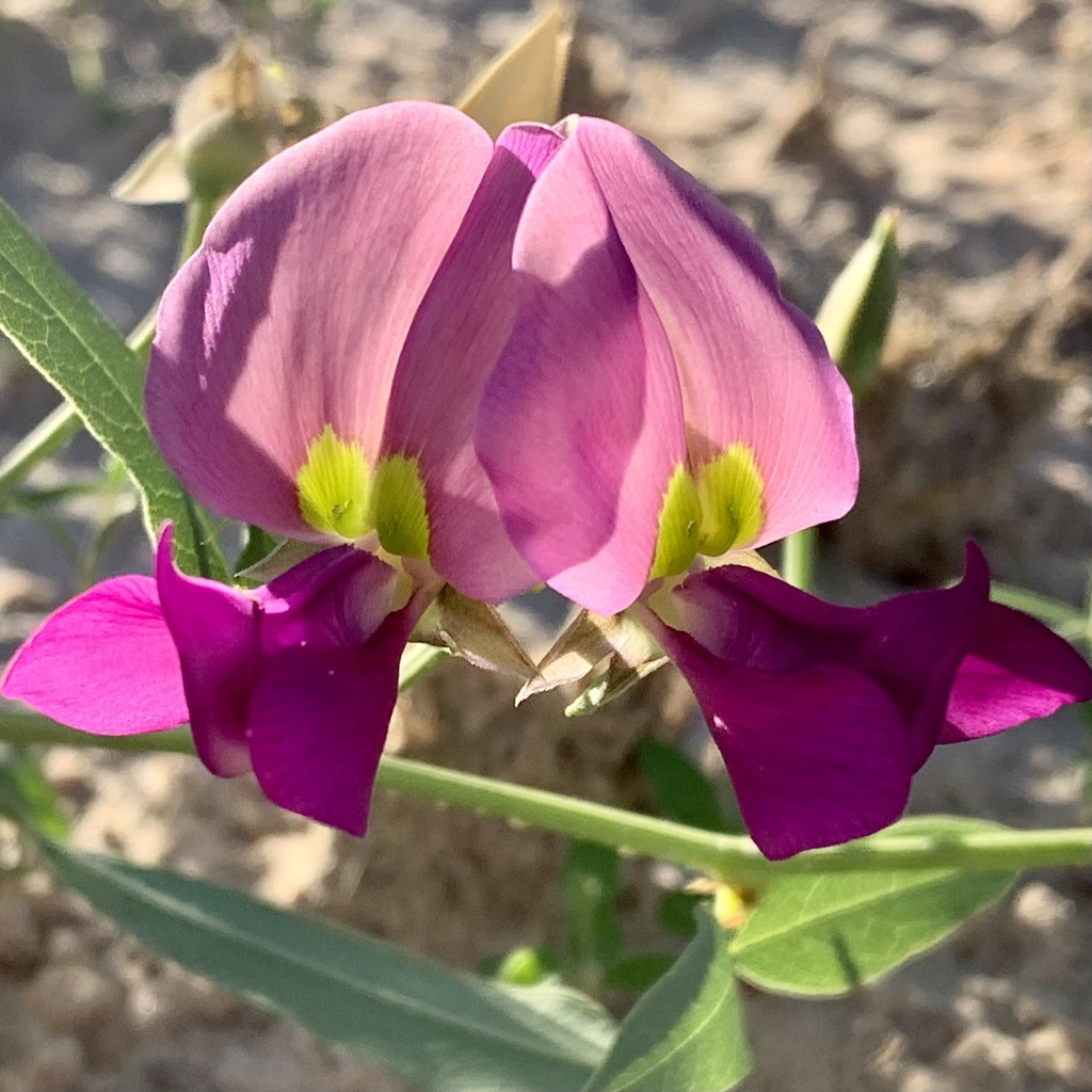 Purple Desert Bean