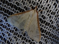 Palpita munroei