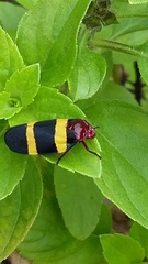 Sphenorhina
