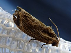 Cryptophlebia repletana