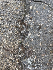 Thaumetopoea pityocampa