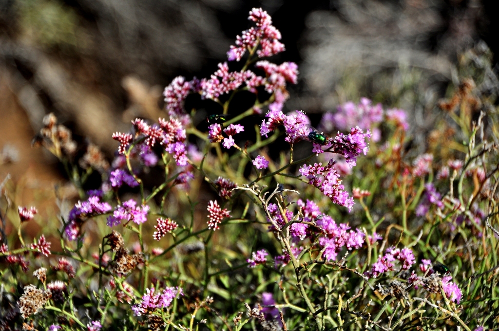 Limonium tuberculatum