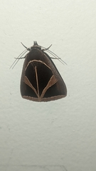 Agamana conjungens