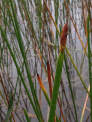 Eleocharis equisetoides