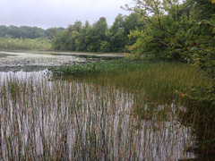 Eleocharis equisetoides