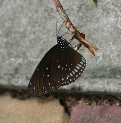 Euploea core godartii