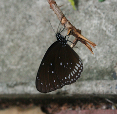 Euploea core godartii