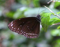 Euploea core godartii