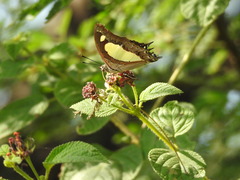 Polyura