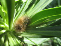 Canararctia rufescens