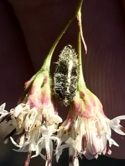 Acmaeodera decipiens