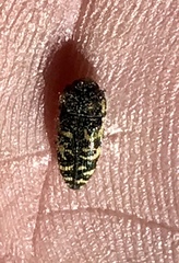 Acmaeodera decipiens